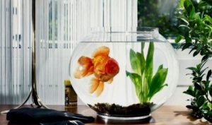 ������ ����������� ������������